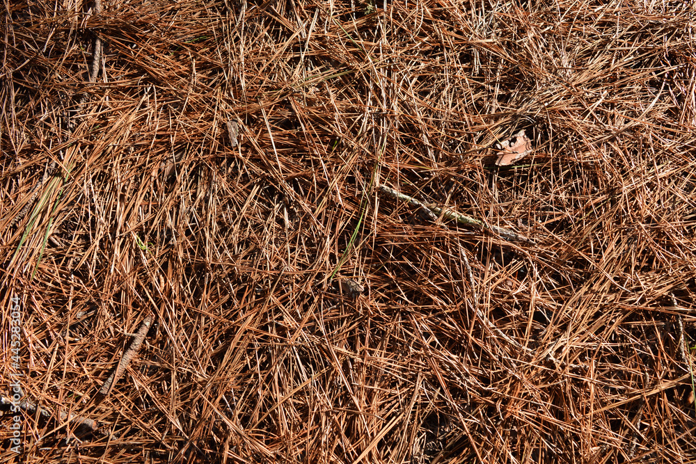 Natural background of dry pine leaves covering the ground. Natural background of dry pine leaves covering the ground.