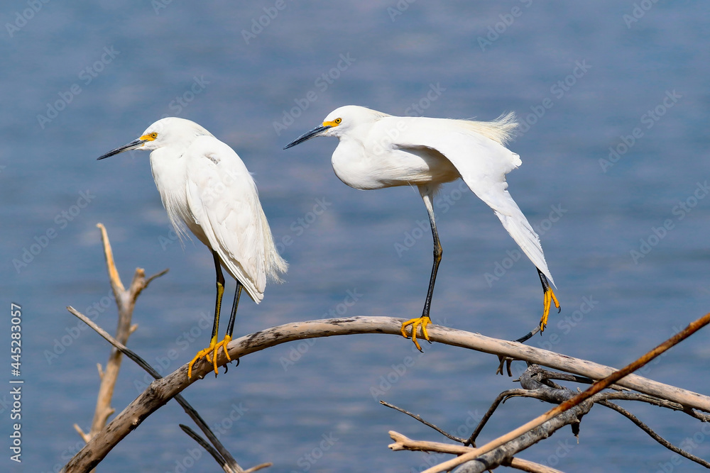 A pair of Snowy Egrets perched on the arc of a curved limb, with one stretching a leg against a blue water background. A pair of Snowy Egrets perched on the arc of a curved limb, with one stretching a leg against a blue water background.