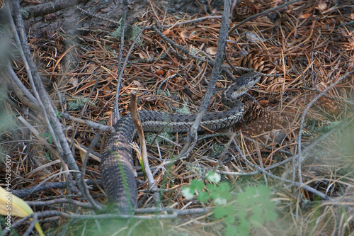 common garter snake in natural environment