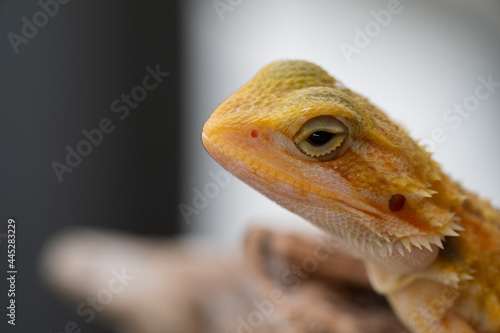 bearded dragon on ground with blur background