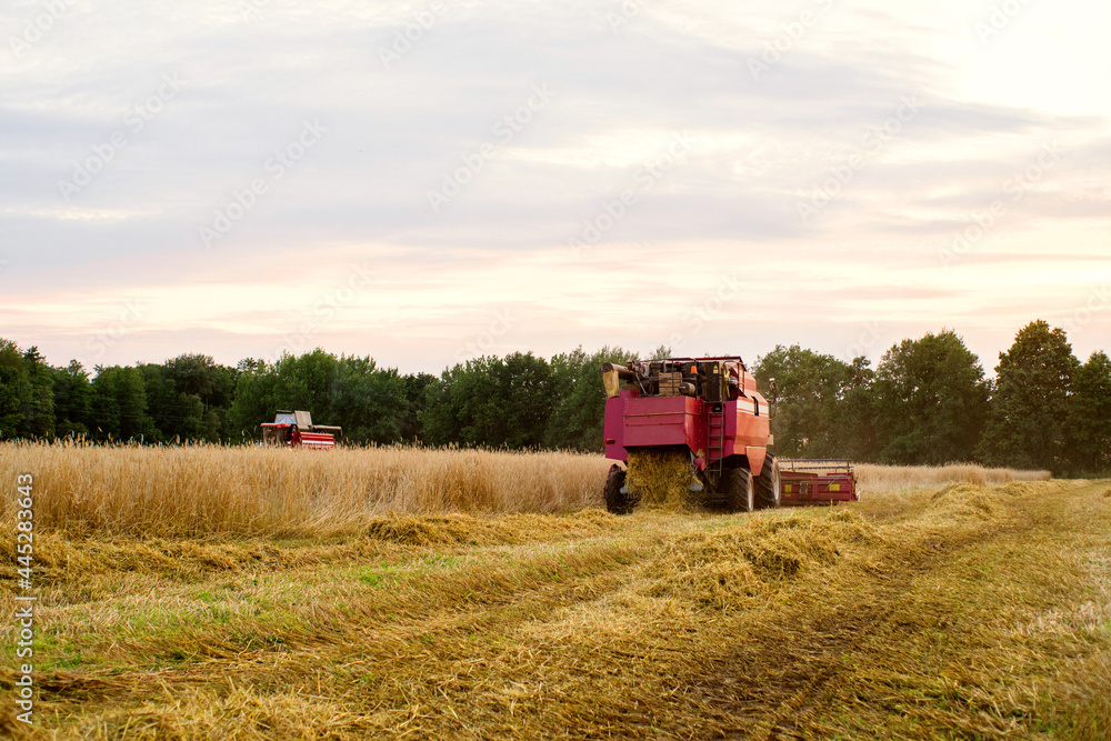 Fototapeta premium Red combine harvester reaps wheat in the field. Harvest. Agricultural work in the field