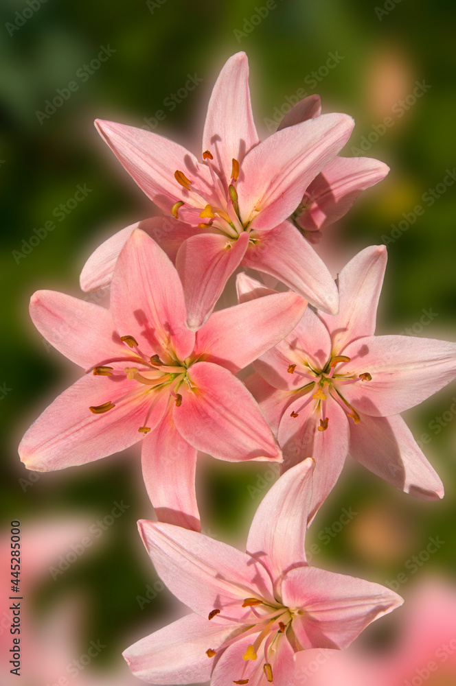 Bright beautiful pink lilies close-up on a background of green leaves in a city park in a flower garden.