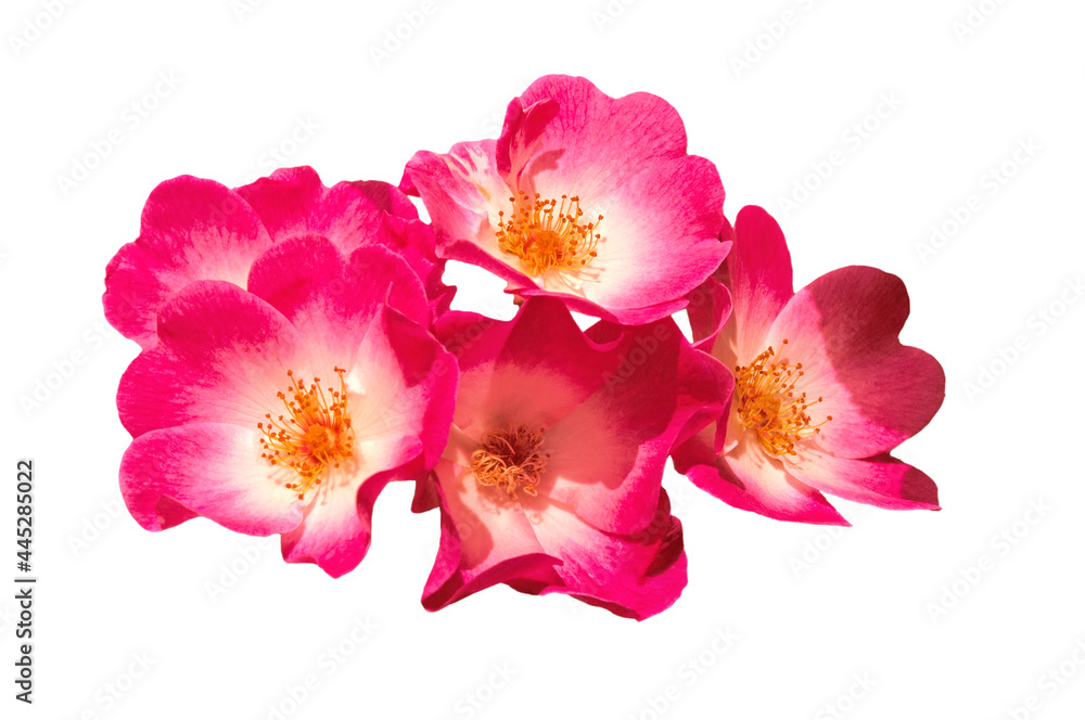 Beautiful bright pink musk roses (Balerina) close up on white isolated background - obrazy, fototapety, plakaty 