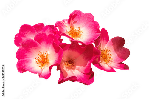 Beautiful bright pink musk roses (Balerina) close up on white isolated background
