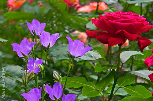 Wallpaper Mural Bright beautiful red rose and purple bells close-up in a flower garden on a sunny day Torontodigital.ca