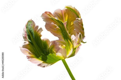 One colorful pink yellow green parrot tulip close up on white isolated background