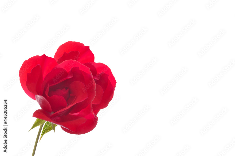 One beautiful red rose close up on a white isolated background with place for text One beautiful red rose close up on a white isolated background with place for text