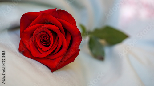 Single red rose close-up blurred light coloured background