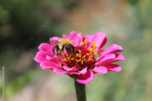bumblebee on flower © Nyurchik