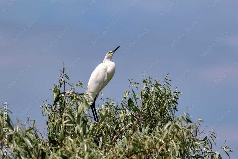 A Snowy Egret looking up at the sky with interest while perched atop a Russian Olive Tree. A Snowy Egret looking up at the sky with interest while perched atop a Russian Olive Tree.