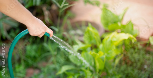 Hand spray water pours from a garden hose on sapling for the leisure activity and takes care the tree in the garden.