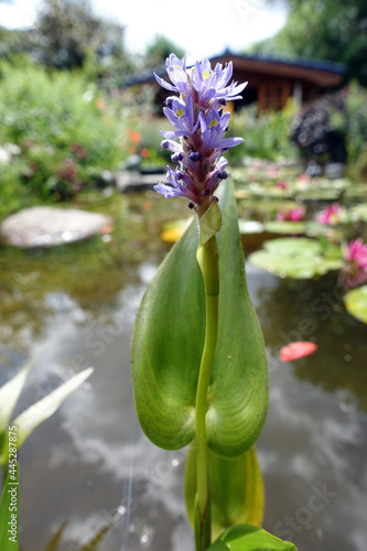 Herzblättriges Hechtkraut (Pontederia cordata) blühend photo