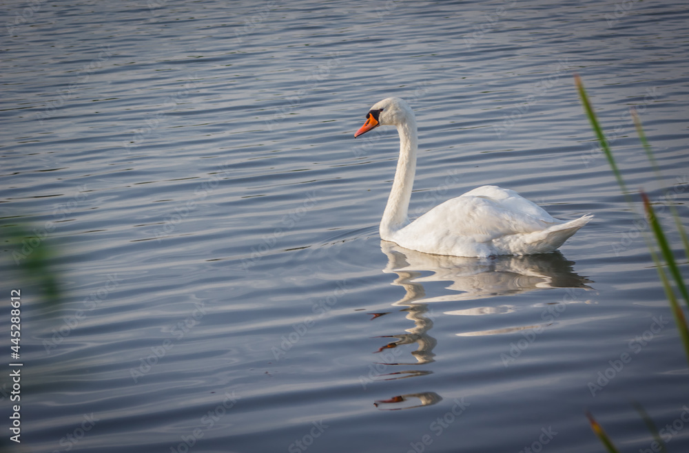 Fototapeta premium swan on the lake