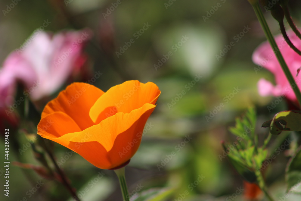 California Golden Poppies in San Francisco California Golden Poppies in San Francisco