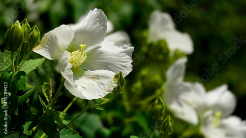 Konstfotografi 午前の芙蓉