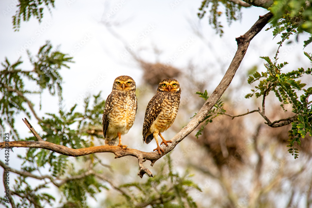 Obraz premium couple of isolated burrowing owls perched on dry branch looking forward in selective focus .