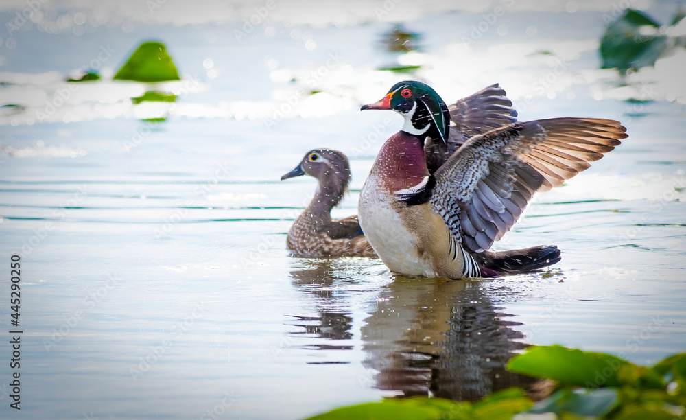 Obraz premium Wood Duck