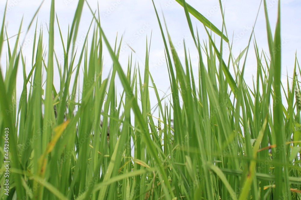 Obraz premium grass