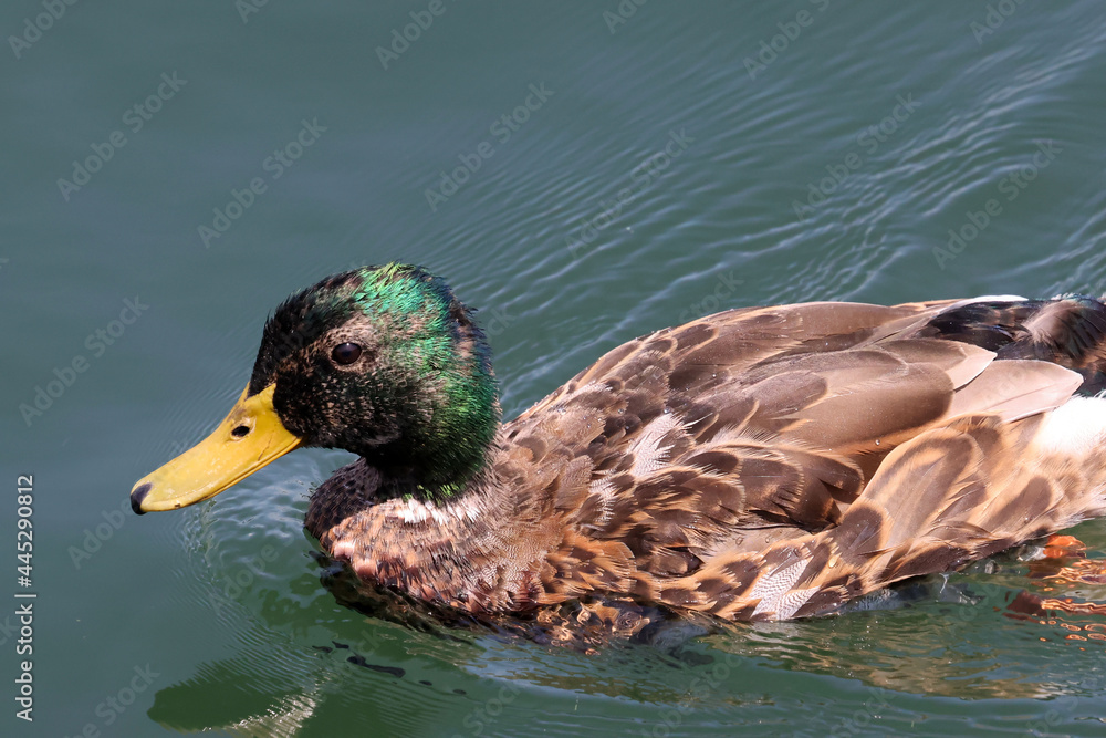 Adult Mallard ducks finishing the breeding season so are molting a brand new set of feathers. Feathers growing in and tiny bit of green left in heads on bright summer day
Adult Mallard ducks finishing the breeding season so are molting a brand new set of feathers. Feathers growing in and tiny bit of green left in heads on bright summer day