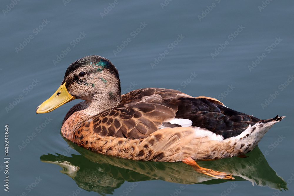 Adult Mallard ducks finishing the breeding season so are molting a brand new set of feathers. Feathers growing in and tiny bit of green left in heads on bright summer day
Adult Mallard ducks finishing the breeding season so are molting a brand new set of feathers. Feathers growing in and tiny bit of green left in heads on bright summer day