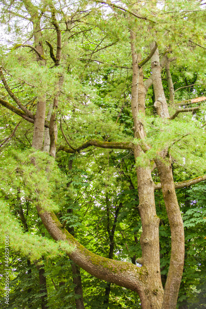 Fototapeta premium Large brown tree with branches in the forest.