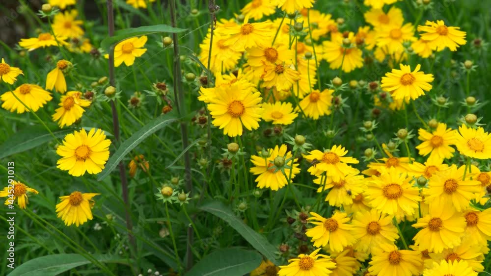 top view of bees flying and perching on yellow flowers top view of bees flying and perching on yellow flowers