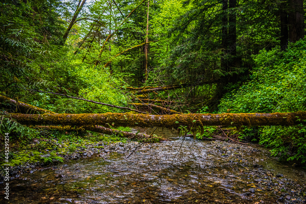 Obraz premium tree blocked path