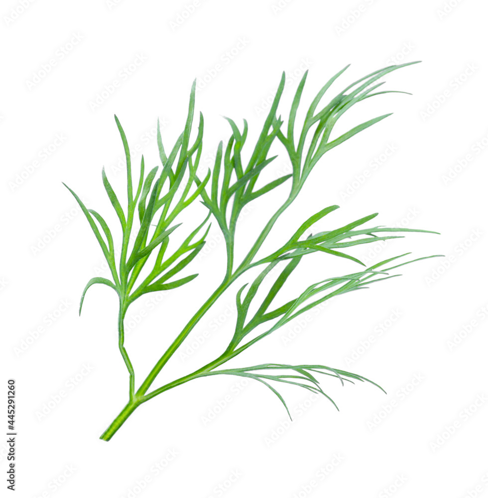 Obraz premium Sprig of fresh dill on white background, top view