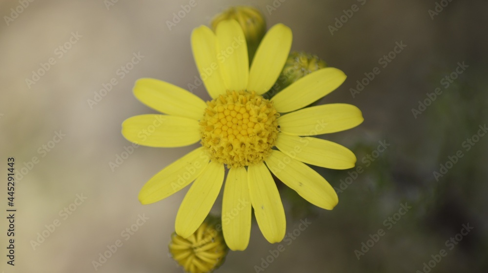 yellow daisy flower