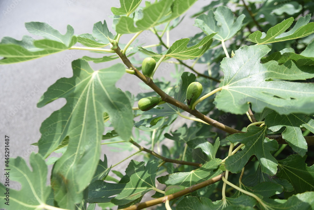 Fig tree. Moraceae deciduous fruit tree. Fig tree. Moraceae deciduous fruit tree.