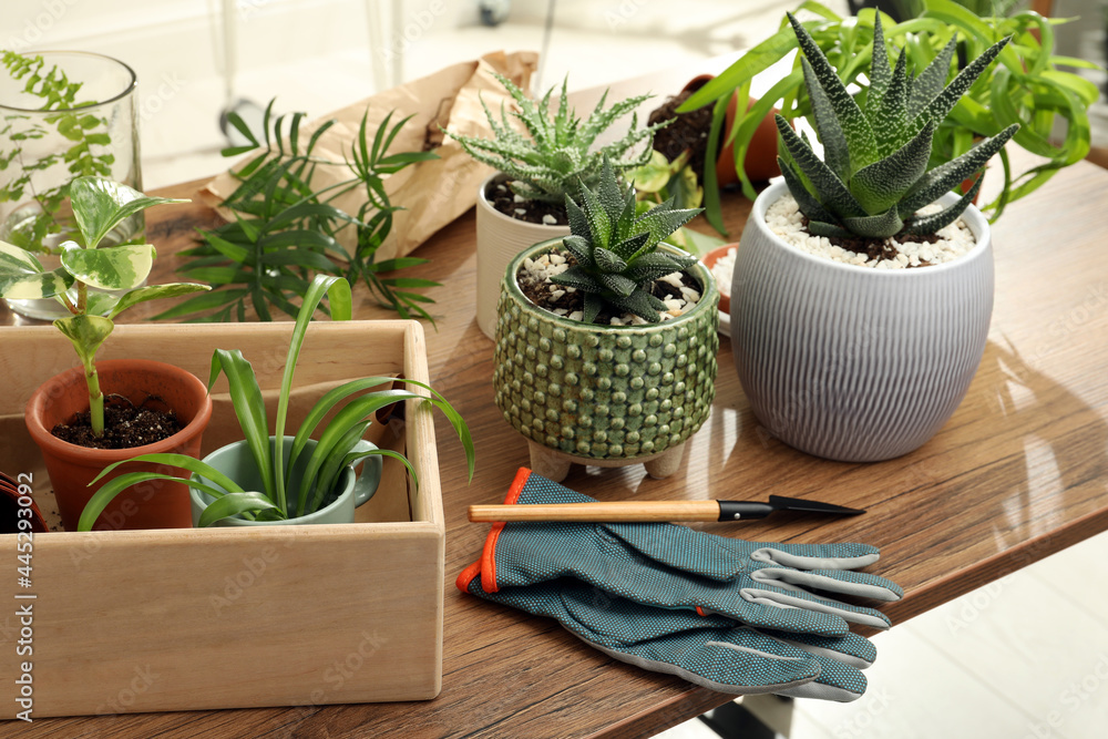 Houseplants and gardening tools on wooden table Houseplants and gardening tools on wooden table