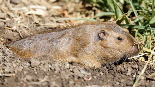 Konstfotografi Camouflaged Pocket Gopher emerging from its burrow to eat grass roots