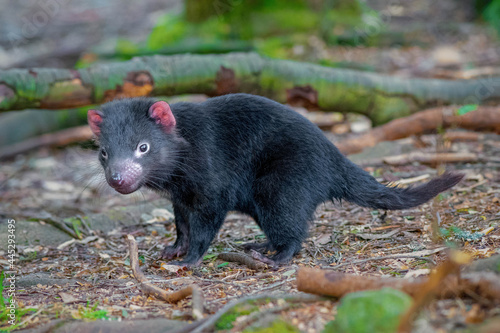 Baby Tasmanian Devil