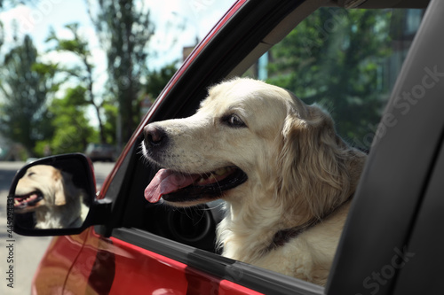 Adorable Golden Retriever dog on driver seat of car outdoors