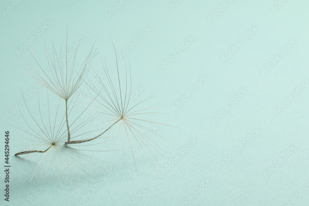Seeds of dandelion flower on light background, closeup. Space for text Seeds of dandelion flower on light background, closeup. Space for text