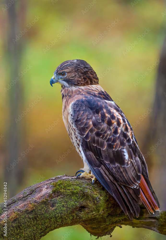 Red Tailed Hawk