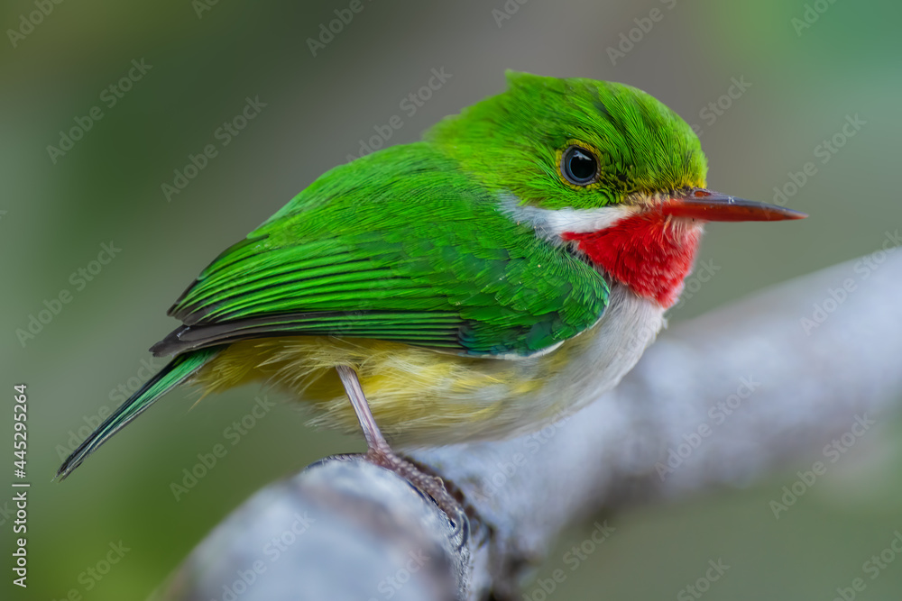 Fototapeta premium Puerto Rican Tody