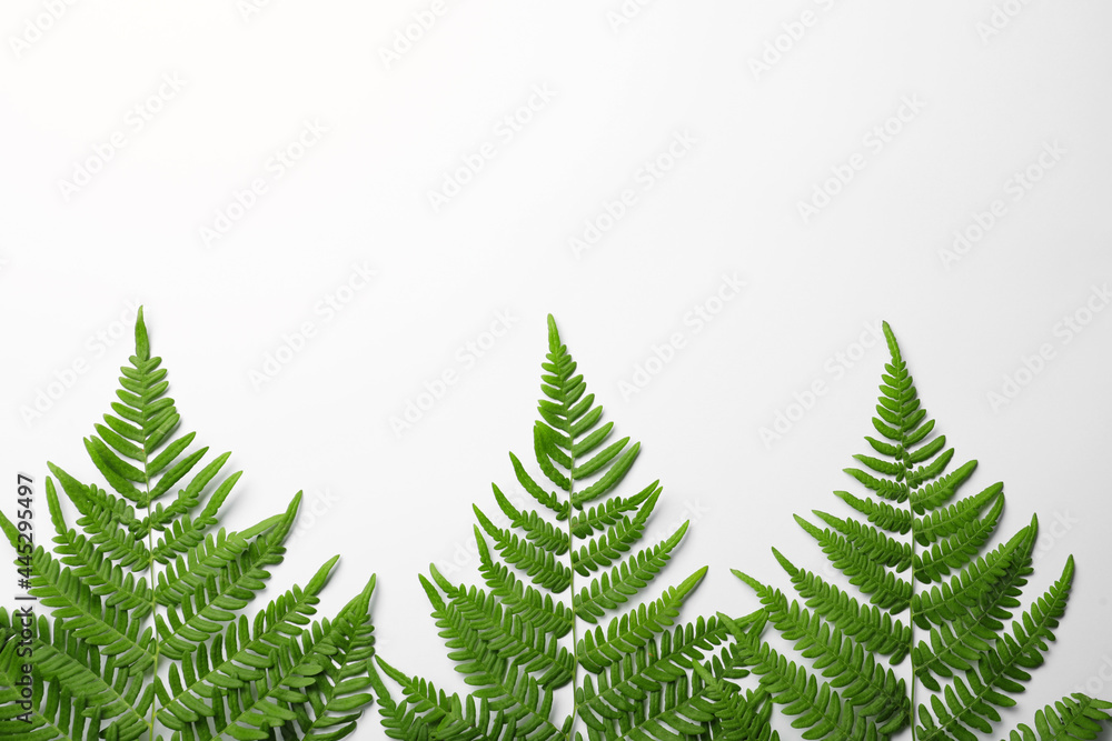 Obraz premium Beautiful tropical fern leaves on white background, top view