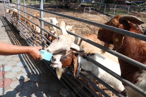 Hands feeding with kindness and friendliness to animals in cages. Herds of goats are scrambling for food. Take a photo at a tropical outdoor location on a farm in Thailand.