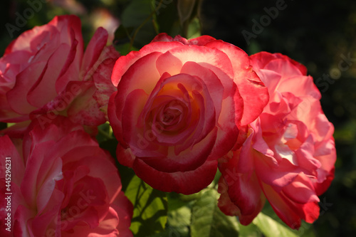 Beautiful blooming pink roses on blurred background  closeup