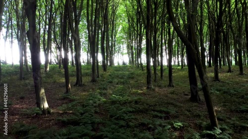 4K drone video moving slowly through a forest. photo