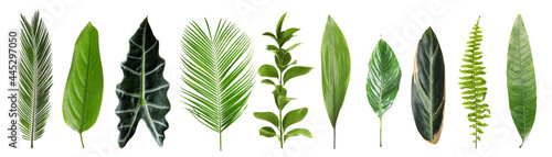 Set with beautiful fern and other tropical leaves on white background. Banner design