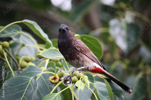 Majestic Red-vented bulbul perched on a tree on a sunny day photo