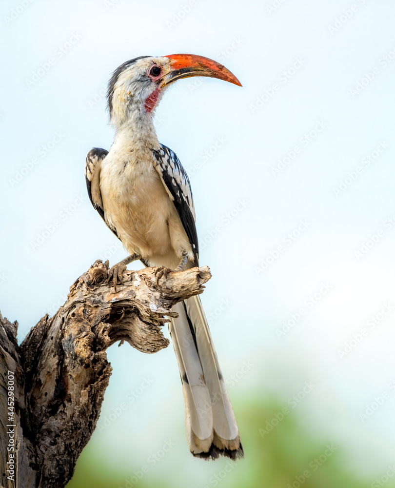 Jackson's Hornbill sitting on a stump in Kenya Jackson's Hornbill sitting on a stump in Kenya