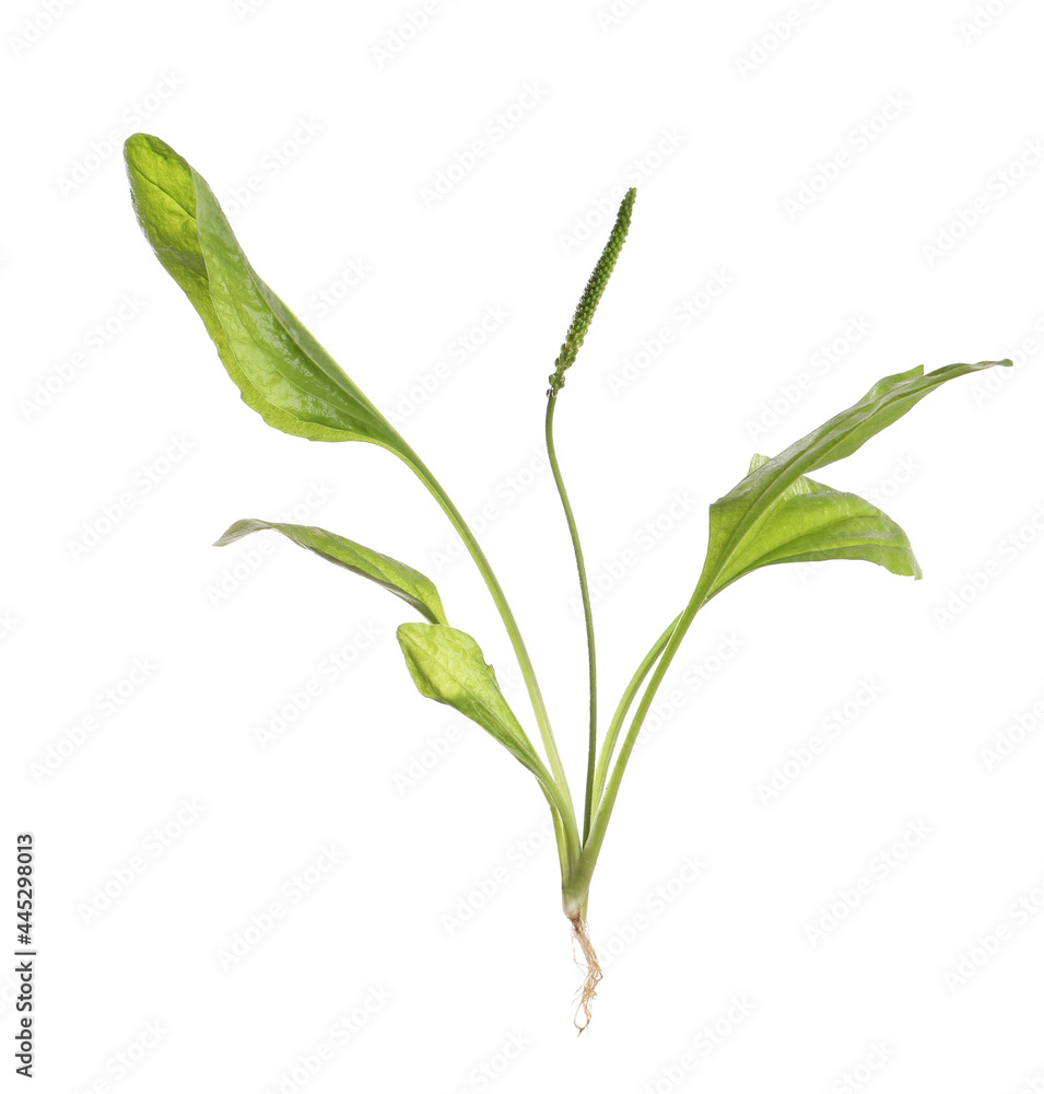 Fototapeta premium Broadleaf plantain on white background. Medicinal herb