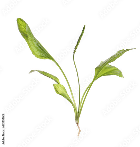 Broadleaf plantain on white background. Medicinal herb