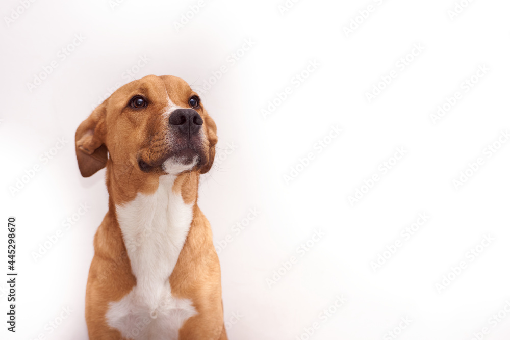 a beautiful dog looking up on white background