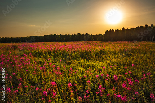 Summer landscape with sunset