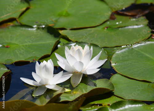 blooming white lotus flower in the pond