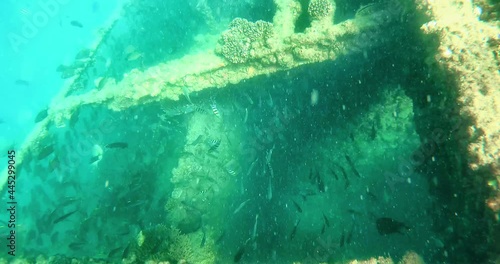 Snokeling on shipwrecks, unserwater seascape, thousands of fish photo